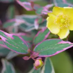 HYPERICUM moserianum 'Tricolor' - Millepertuis panaché 'Tricolor'