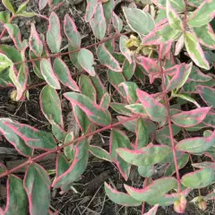 HYPERICUM moserianum 'Tricolor' - Millepertuis panaché 'Tricolor'