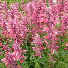 AGASTACHE 'Red Fortune' - Agastache mexicaine