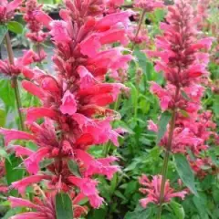 AGASTACHE 'Red Fortune' - Agastache mexicaine