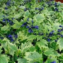 AJUGA incisa 'Frosted Jade' - Bugle rampant