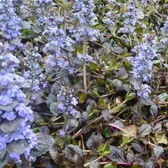 AJUGA reptans 'Evening Glow' - Bugle rampant