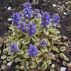 AJUGA reptans 'Golden Glow' - Bugle rampant