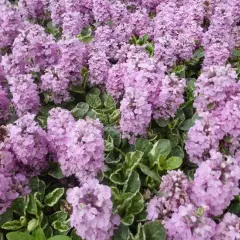 AJUGA reptans 'Pink Lightning' - Bugle rampant