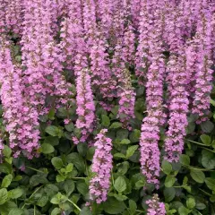 AJUGA reptans 'Purple Torch' - Bugle rampant