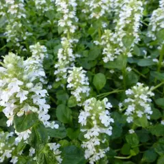 AJUGA reptans 'Sanne' - Bugle rampant