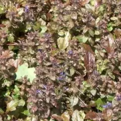 AJUGA reptans 'Simons Type' - Bugle rampant