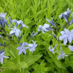 AMSONIA orientalis