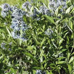 AMSONIA orientalis