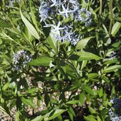 AMSONIA orientalis