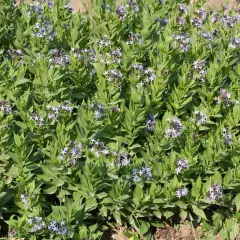 AMSONIA orientalis