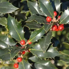 ILEX aquifolium 'Alaska' - Houx commun 'Alaska'