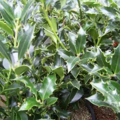 ILEX aquifolium 'Alaska' - Houx commun 'Alaska'