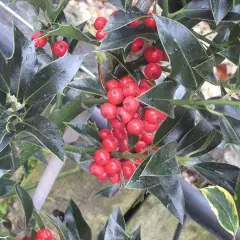 ILEX aquifolium 'Alaska' - Houx commun 'Alaska'