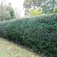 ILEX aquifolium 'Alaska' - Houx commun 'Alaska'