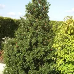 ILEX aquifolium 'Alaska' - Houx commun 'Alaska'