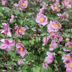 ANEMONE hupehensis 'Praecox'