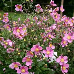 ANEMONE hupehensis 'Praecox'