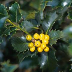 ILEX aquifolium 'Bacciflava' - Houx commun à baies jaunes 'Bacciflava'