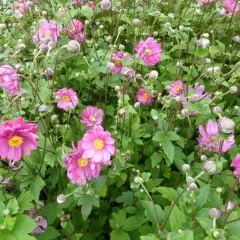 ANEMONE hybrida 'Margarete' - Anémone japonaise