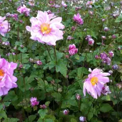 ANEMONE hybrida 'Mont-rose'