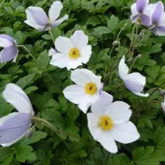 ANEMONE hybrida 'Wild Swan'® - Anémone du Japon