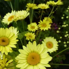 ANTHEMIS hybrida 'Wargrave' - Oeil de Boeuf 'Tetworth'