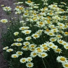 ANTHEMIS hybrida 'Wargrave' - Oeil de Boeuf 'Tetworth'