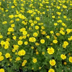 ANTHEMIS tinctoria 'Charme' - Oeil de Boeuf 'Charme', Fausse camonille