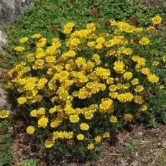 ANTHEMIS tinctoria 'Charme' - Oeil de Boeuf 'Charme', Fausse camonille