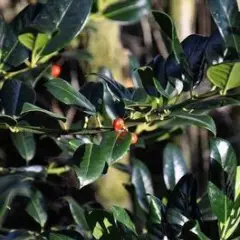 ILEX aquifolium 'J.C van Tol' - Houx commun 'J.C Van Tol'