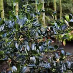 ILEX aquifolium 'J.C van Tol' - Houx commun 'J.C Van Tol'