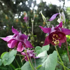 AQUILEGIA atrata - Ancolie