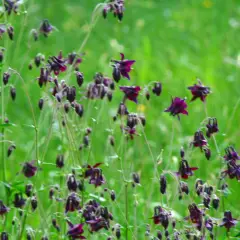 AQUILEGIA atrata - Ancolie