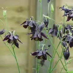 AQUILEGIA atrata - Ancolie