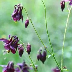 AQUILEGIA atrata - Ancolie