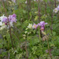 AQUILEGIA 'McKana Hybrids' - Ancolie