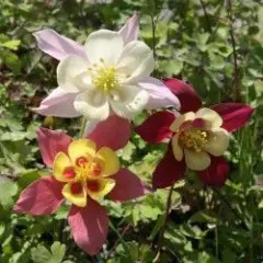 AQUILEGIA 'McKana Hybrids' - Ancolie