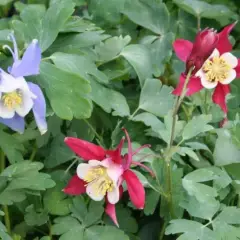 AQUILEGIA 'McKana Hybrids' - Ancolie