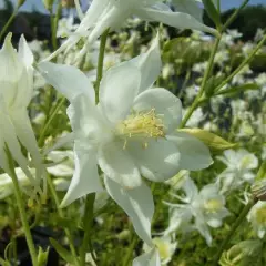 AQUILEGIA 'Snow Queen' - Ancolie 'Schneekönigin'