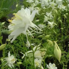 AQUILEGIA 'Snow Queen' - Ancolie 'Schneekönigin'