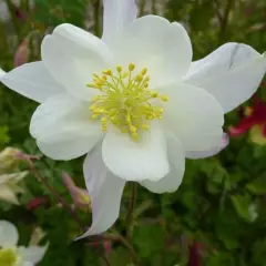 AQUILEGIA 'Snow Queen' - Ancolie 'Schneekönigin'