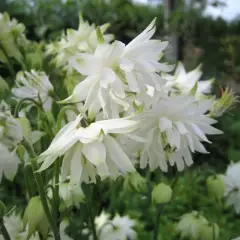 AQUILEGIA vulgaris 'White Barlow'