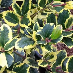 ILEX altaclerensis 'Golden King' - Houx 'Golden King'