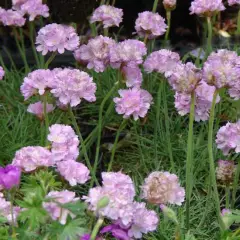 ARMERIA maritima 'Schöne von Fellbach'