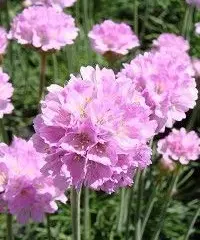 ARMERIA maritima 'Schöne von Fellbach'