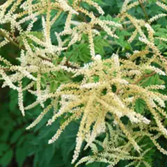 ARUNCUS aethusifolius 'Horatio' - Barbe de Bouc