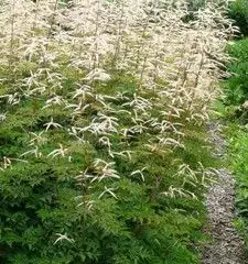 ARUNCUS aethusifolius 'Horatio' - Barbe de Bouc