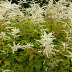 ARUNCUS sinensis 'Zweiweltenkind' - Barbe de Bouc