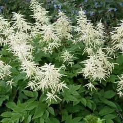 ARUNCUS sinensis 'Zweiweltenkind' - Barbe de Bouc